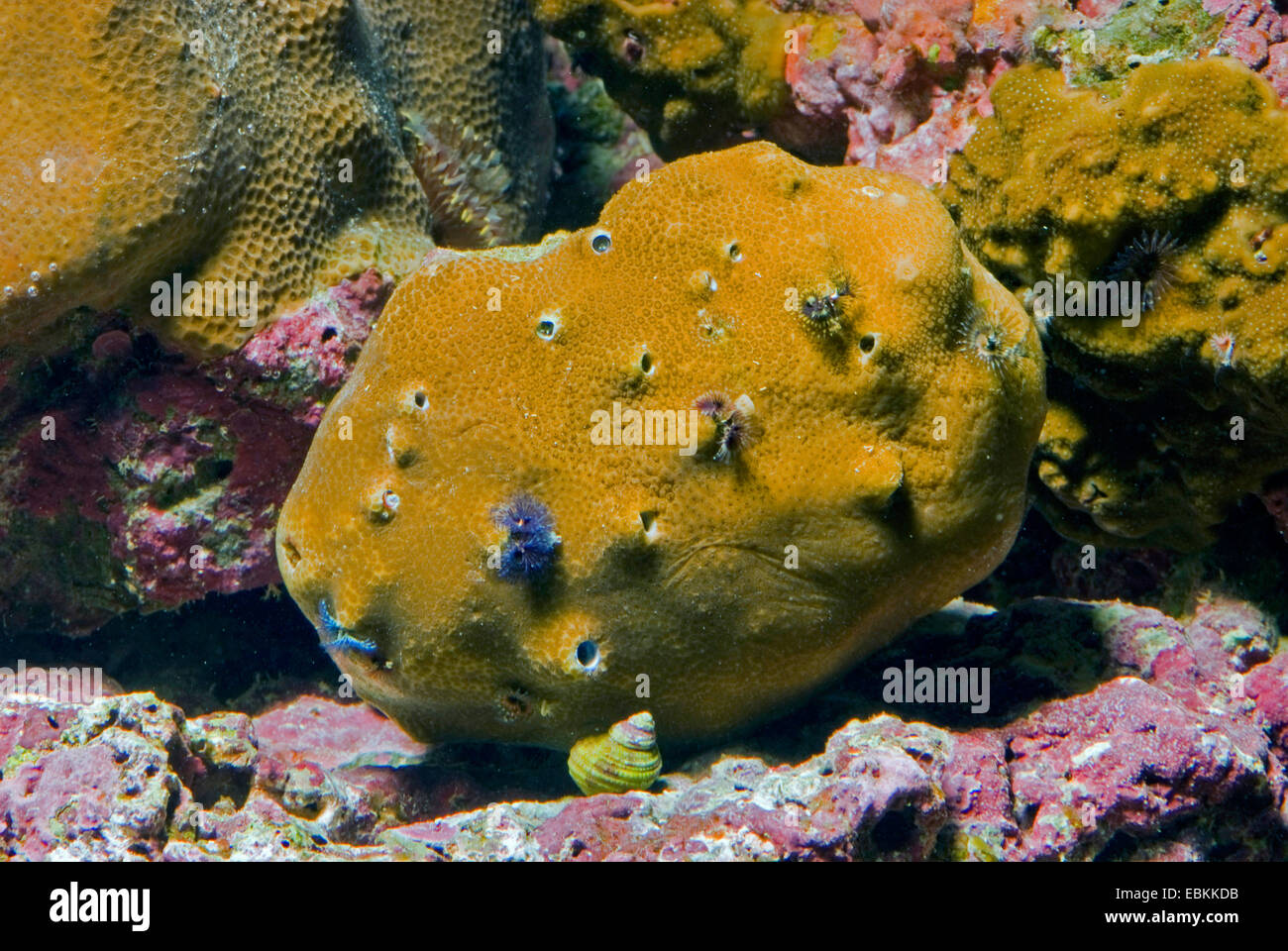 Stony Coral (Porites mayeri), vista laterale Foto Stock