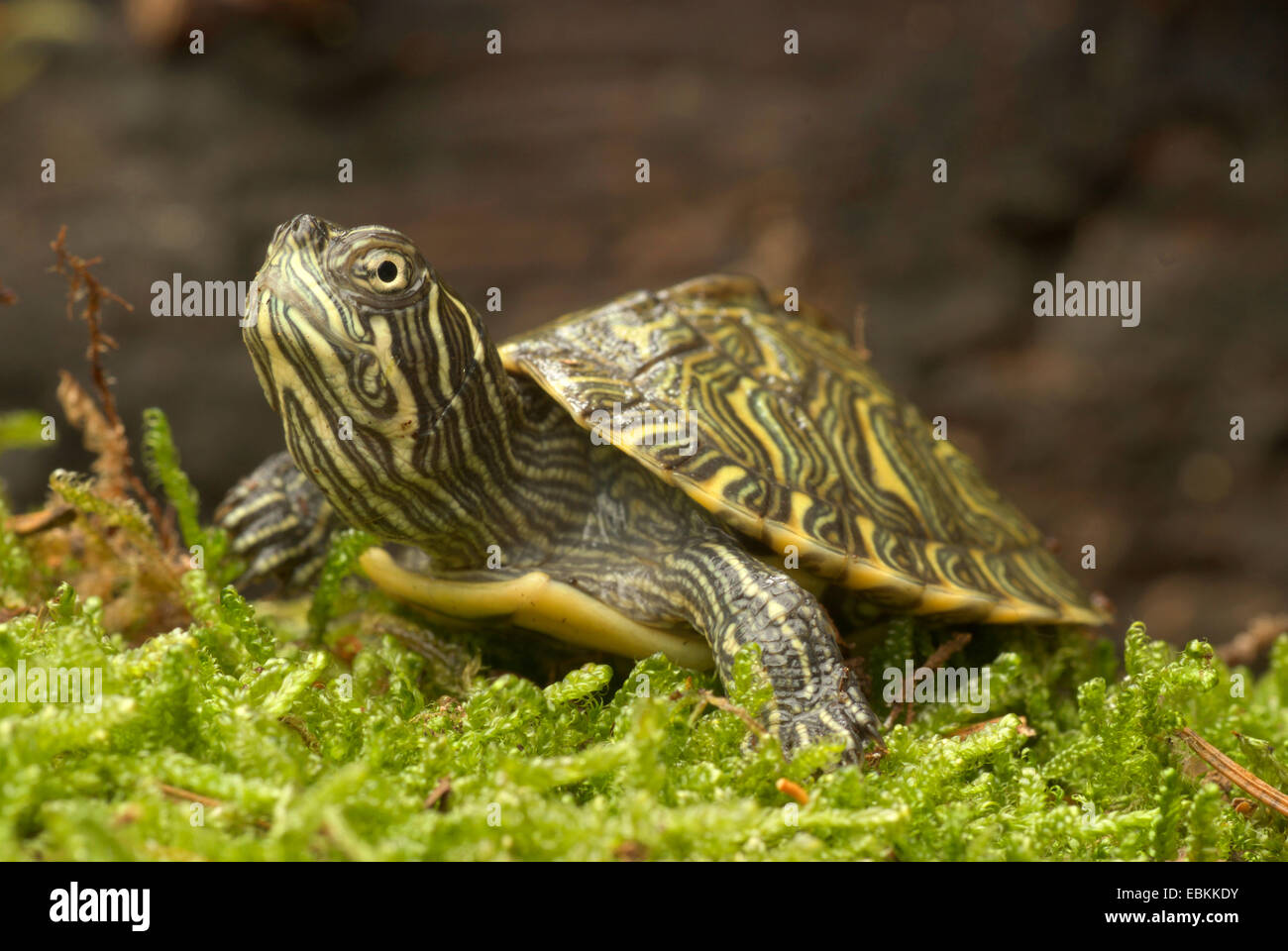 Fiume orientale Cooter (Pseudemys concinna concinna), capretti fiume orientale Cooter Foto Stock