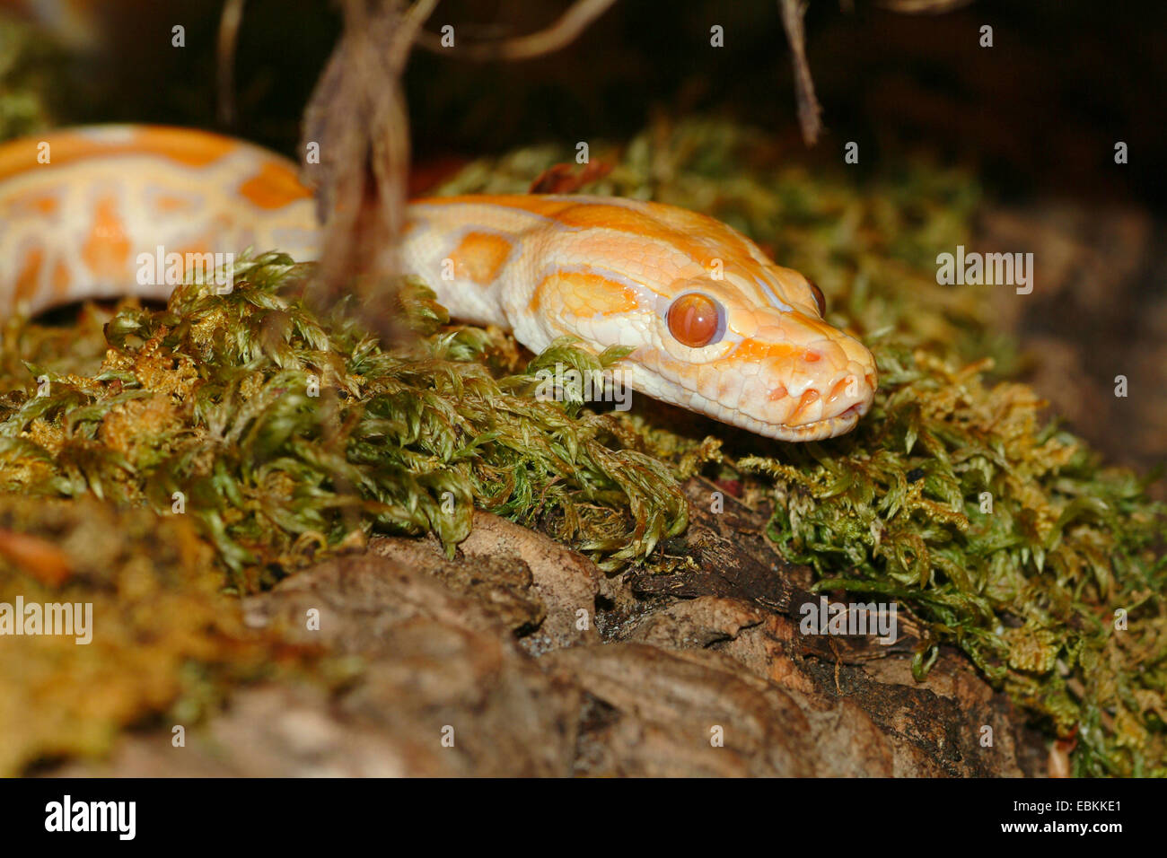 Python birmano, Indiana (Python Python molurus), Albino, ritratto Foto Stock