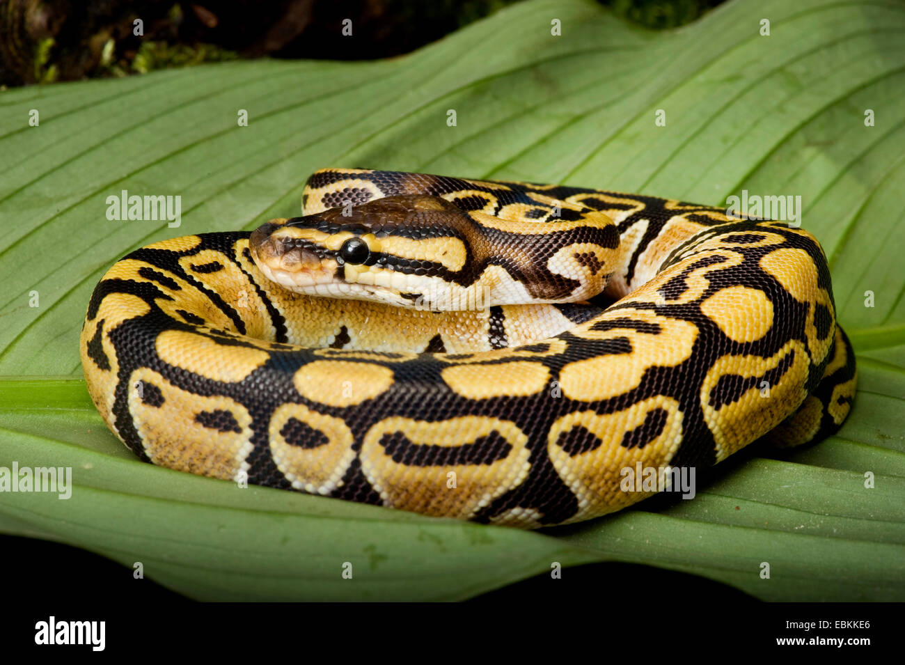 Sfera di python, royal python (Python regius), campana di razza del fantasma Foto Stock
