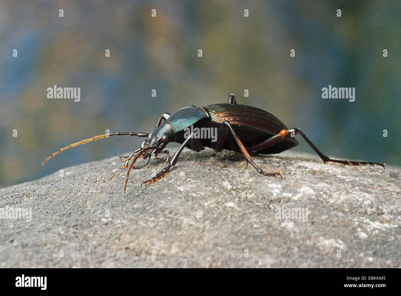 Esecuzione di Beetle (Coptolabrus smaragdinus monilifer), su una pietra Foto Stock