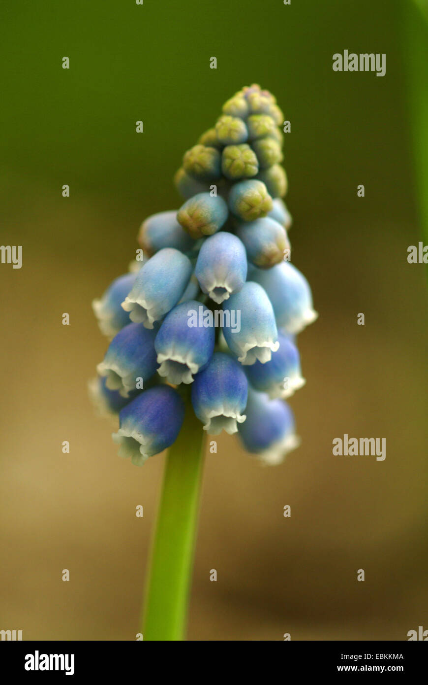 Uva armeno-giacinto (Muscari armeniacum), inforescence Foto Stock