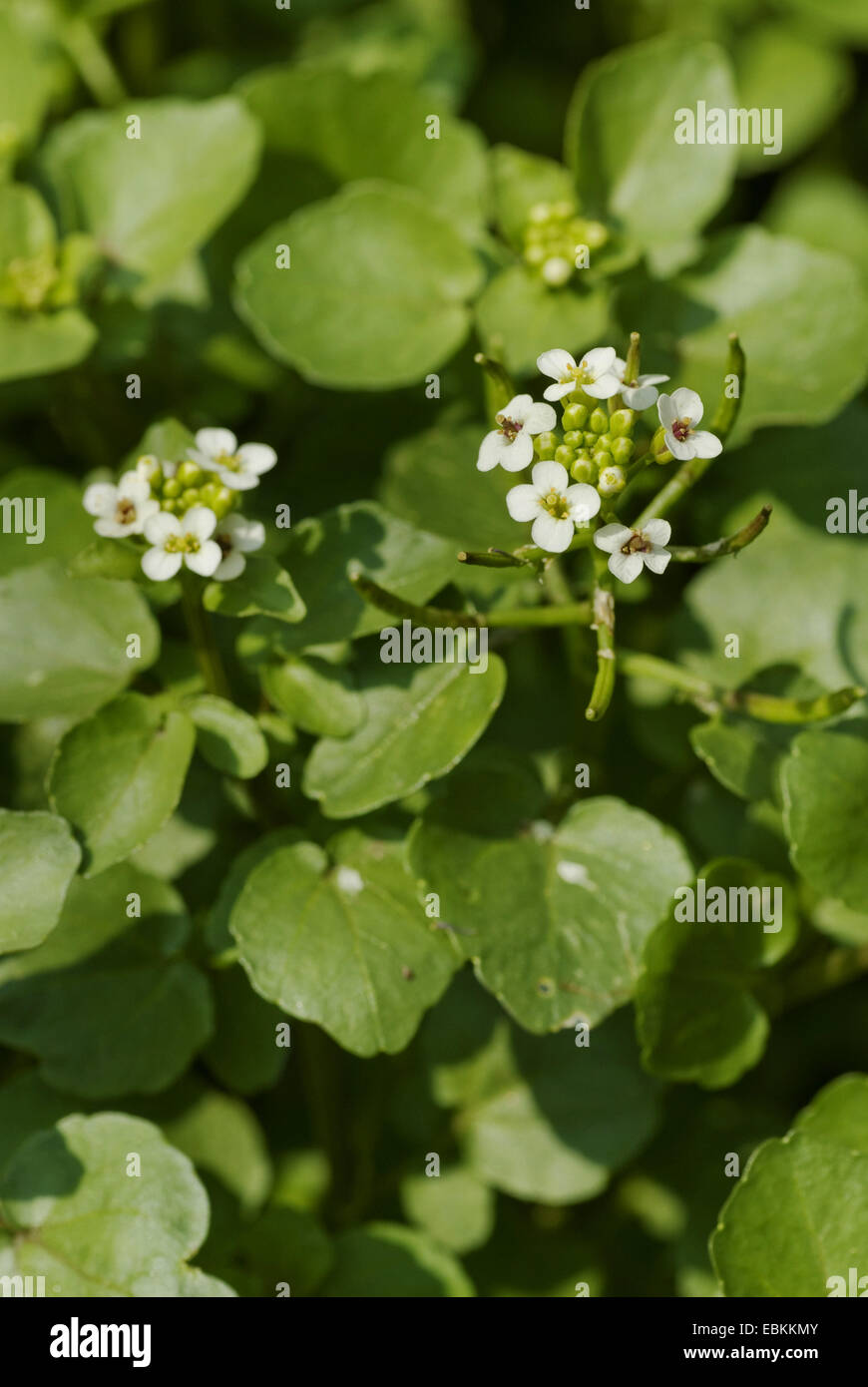 Una riga di acqua-crescione (Nasturtium microphyllum), fioritura, Germania Foto Stock