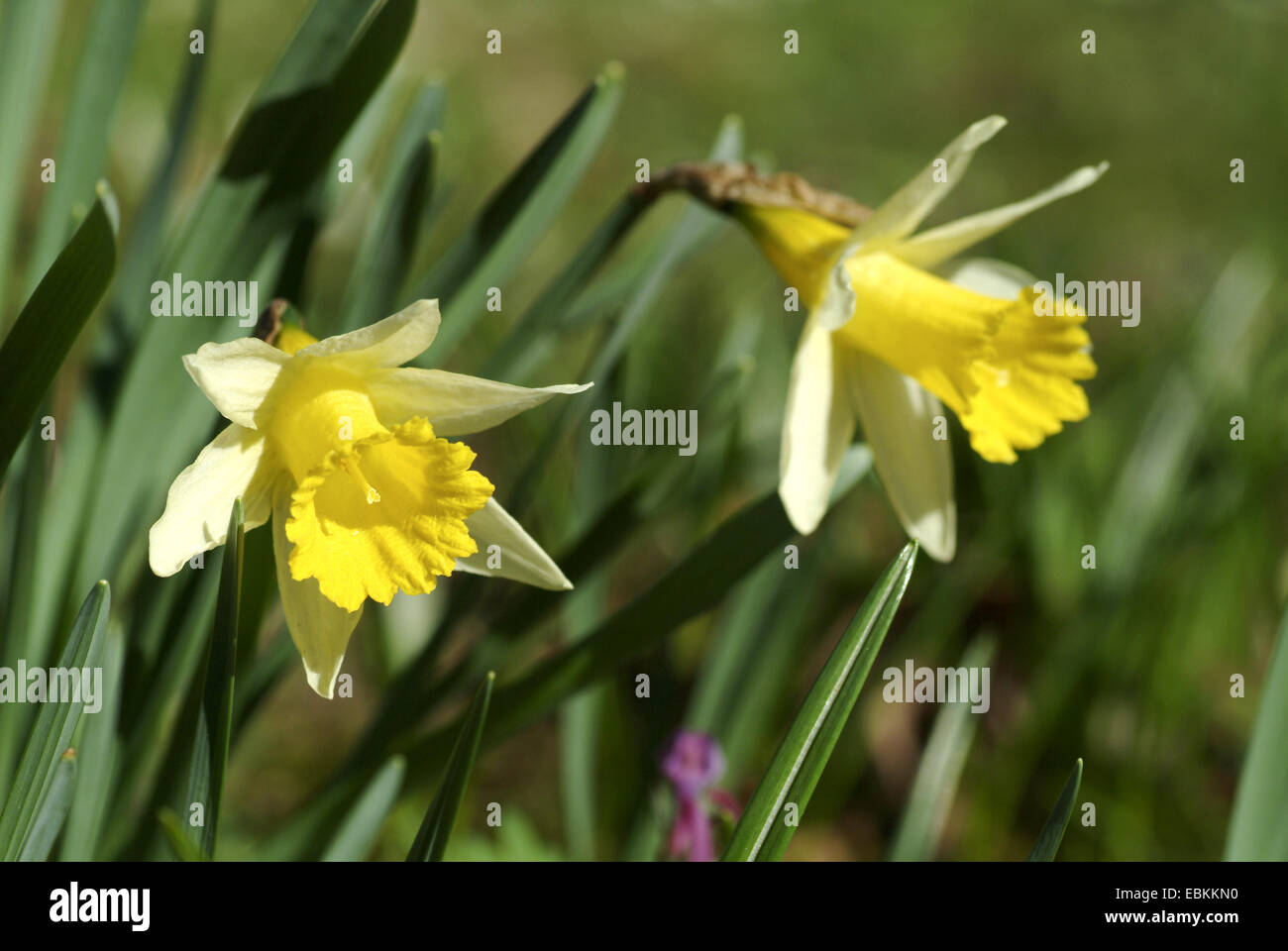 Daffodil comune (Narcissus pseudonarcissus), fiori, Germania Foto Stock