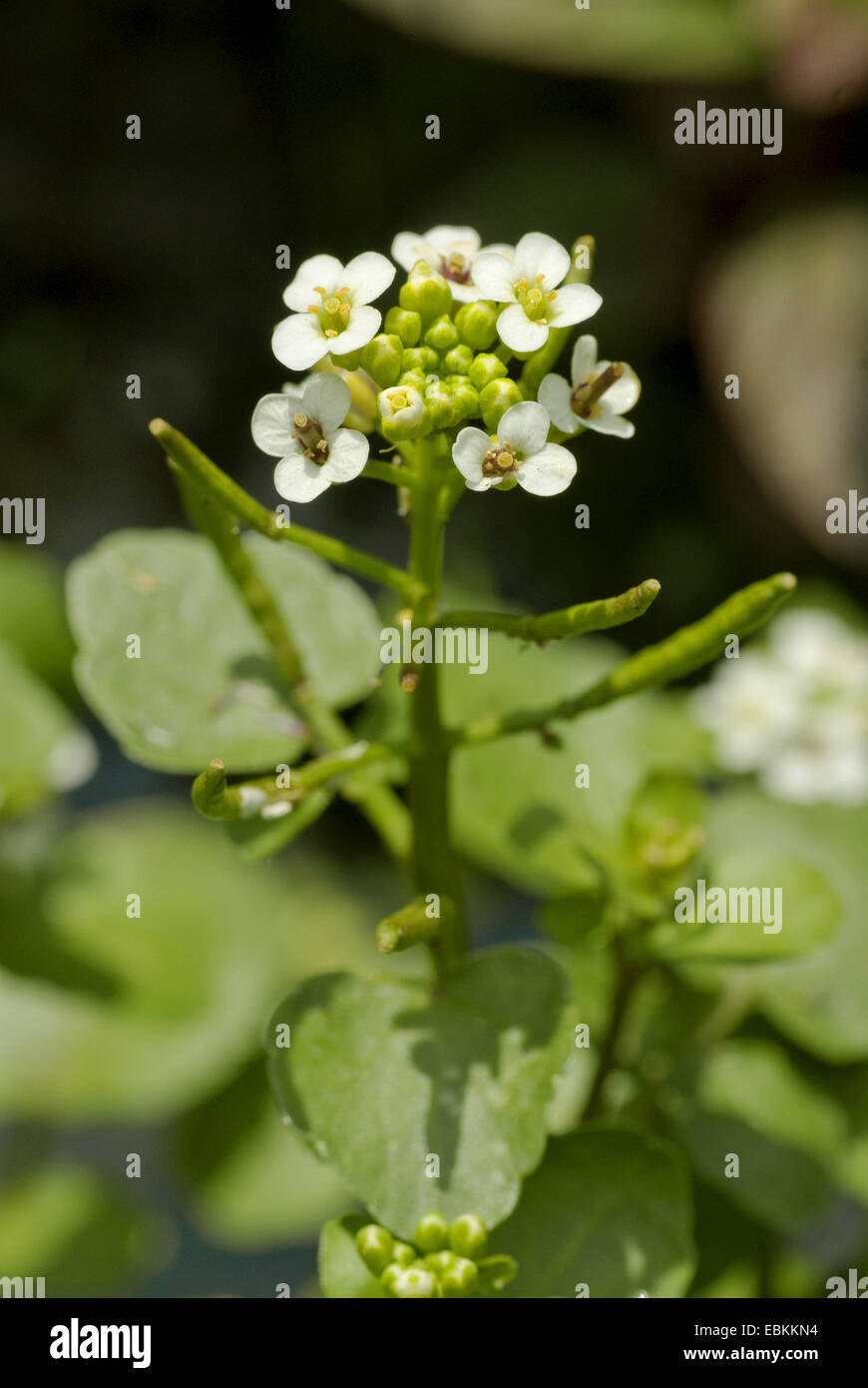 Una riga di acqua-crescione (Nasturtium microphyllum), infiorescenza, Germania Foto Stock