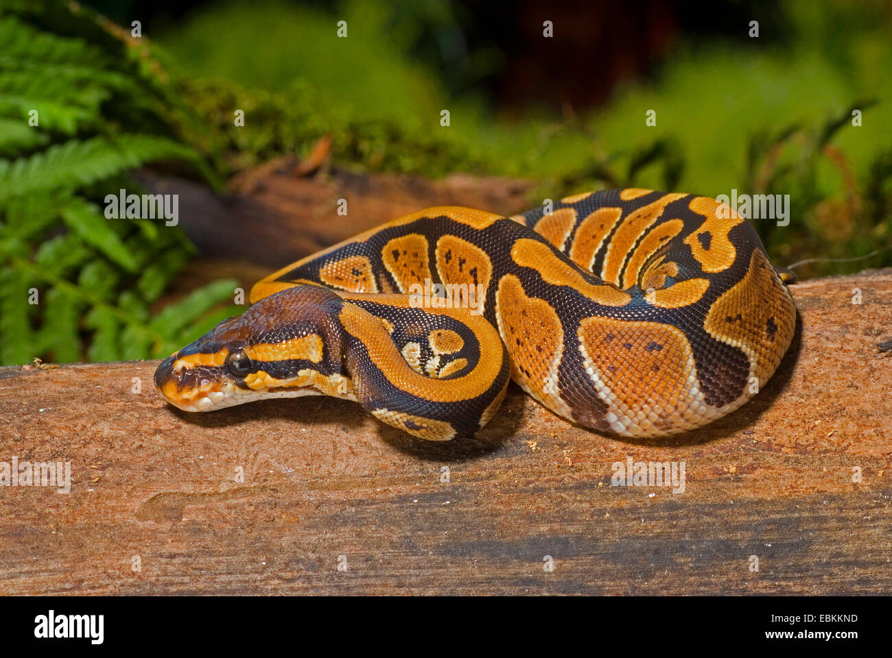 Sfera di python, royal python (Python regius), avvolgimento Foto Stock