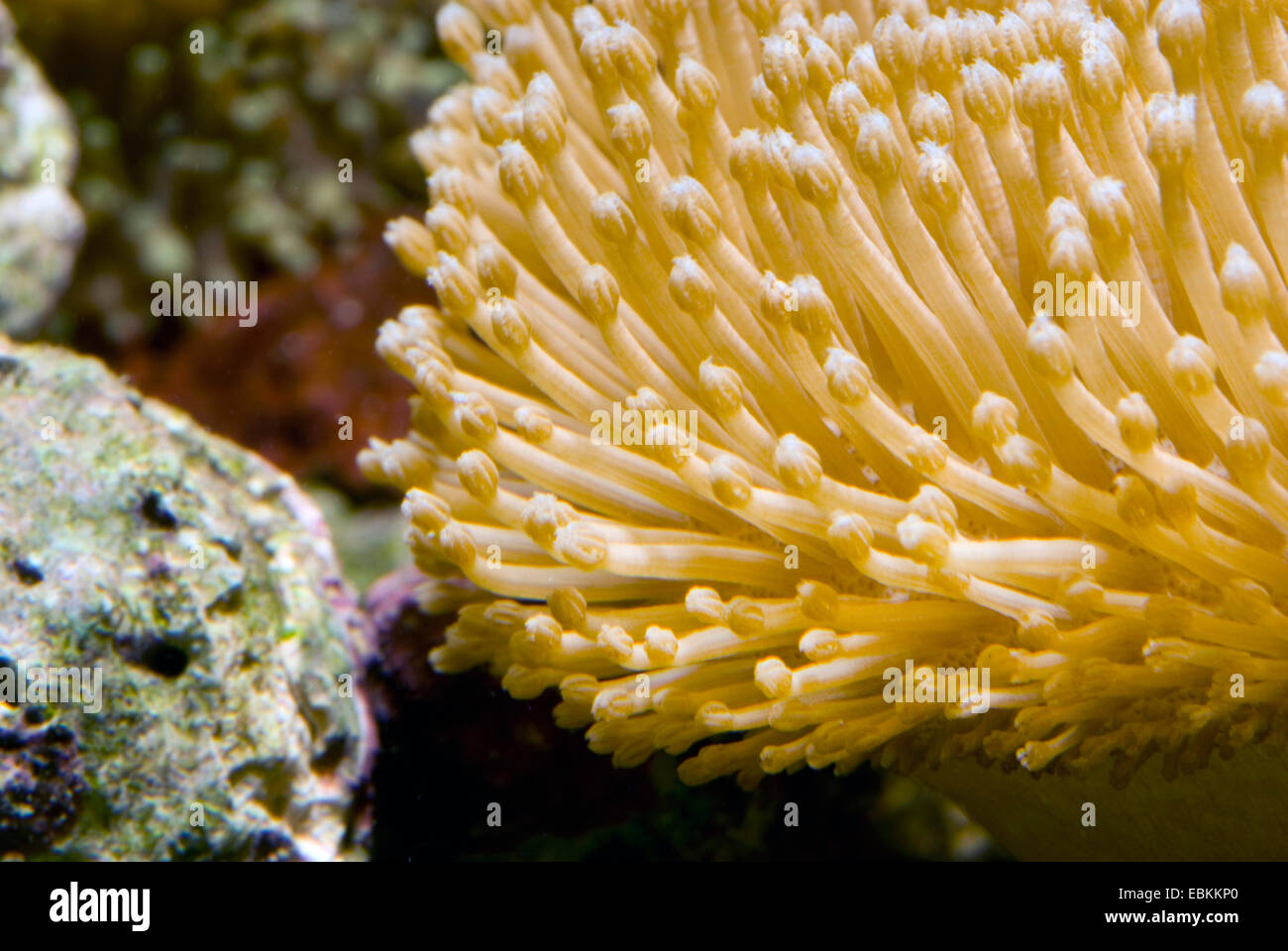 Corallo pelle (Sarcophyton ehrenbergi ), vista da vicino Foto Stock