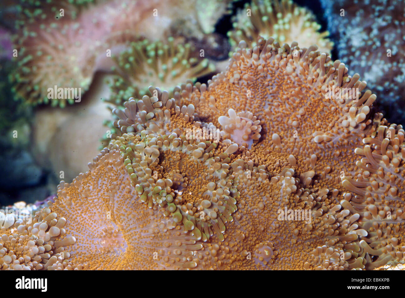 Anemone a fungo (Ricordea spec.), vista da vicino Foto Stock