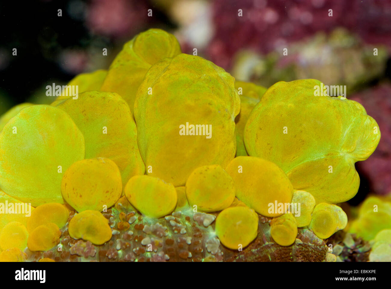 Anemone a fungo (Rhodactis spec.), verde Foto Stock