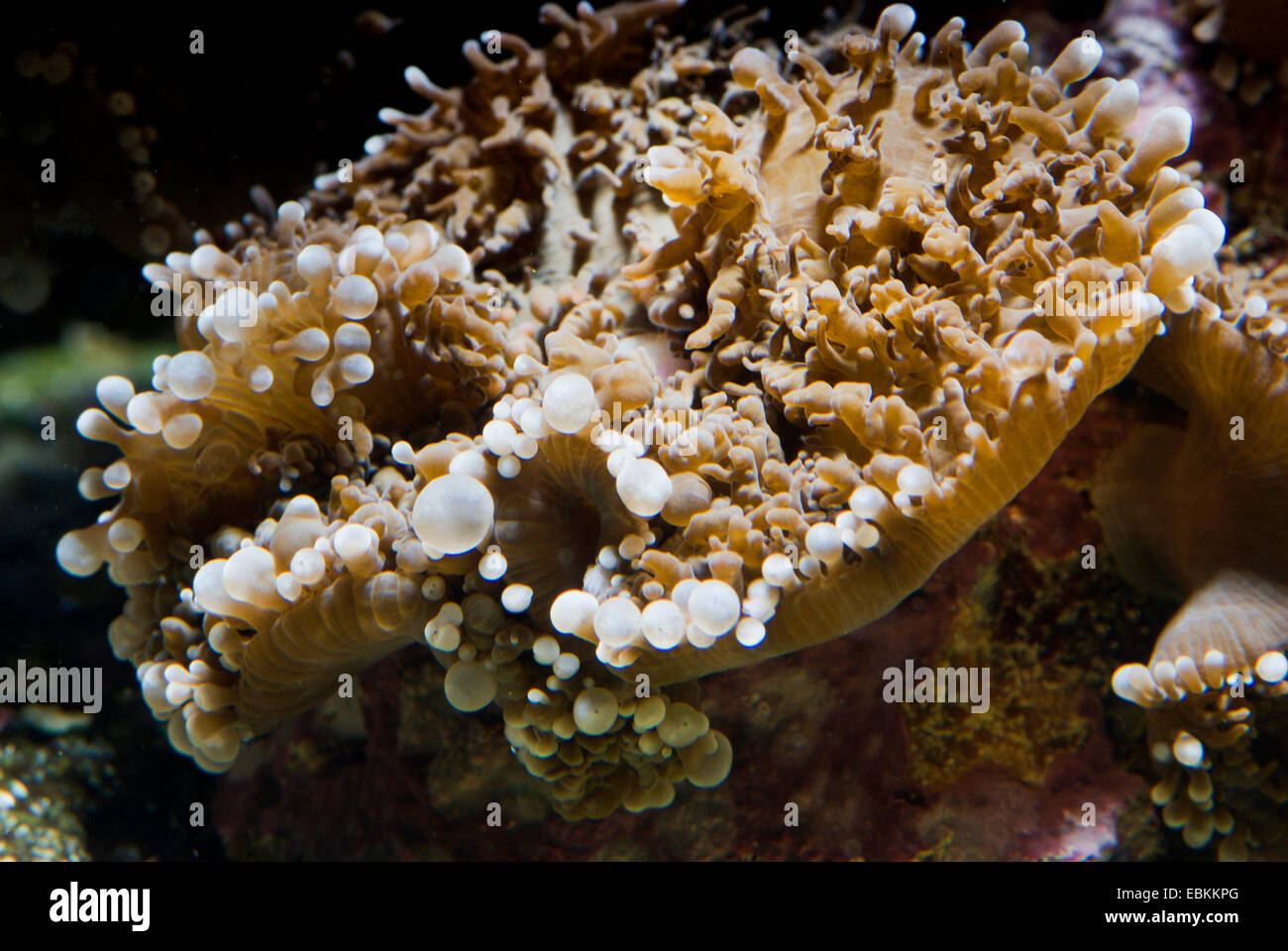 Anemone a fungo (Rhodactis spec.), vista da vicino Foto Stock
