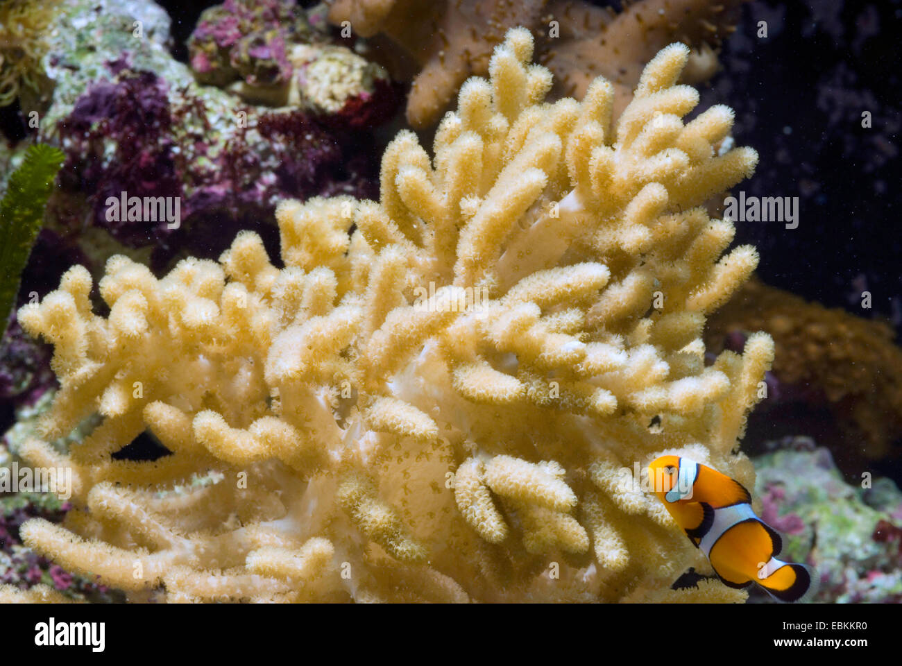 Soft Coral (Sinularia asterolobata), con clownfish Foto Stock