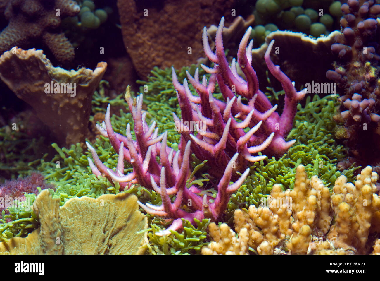 Ago coral, fila spinoso coral (Seriatopora hystrix), vista laterale Foto  stock - Alamy