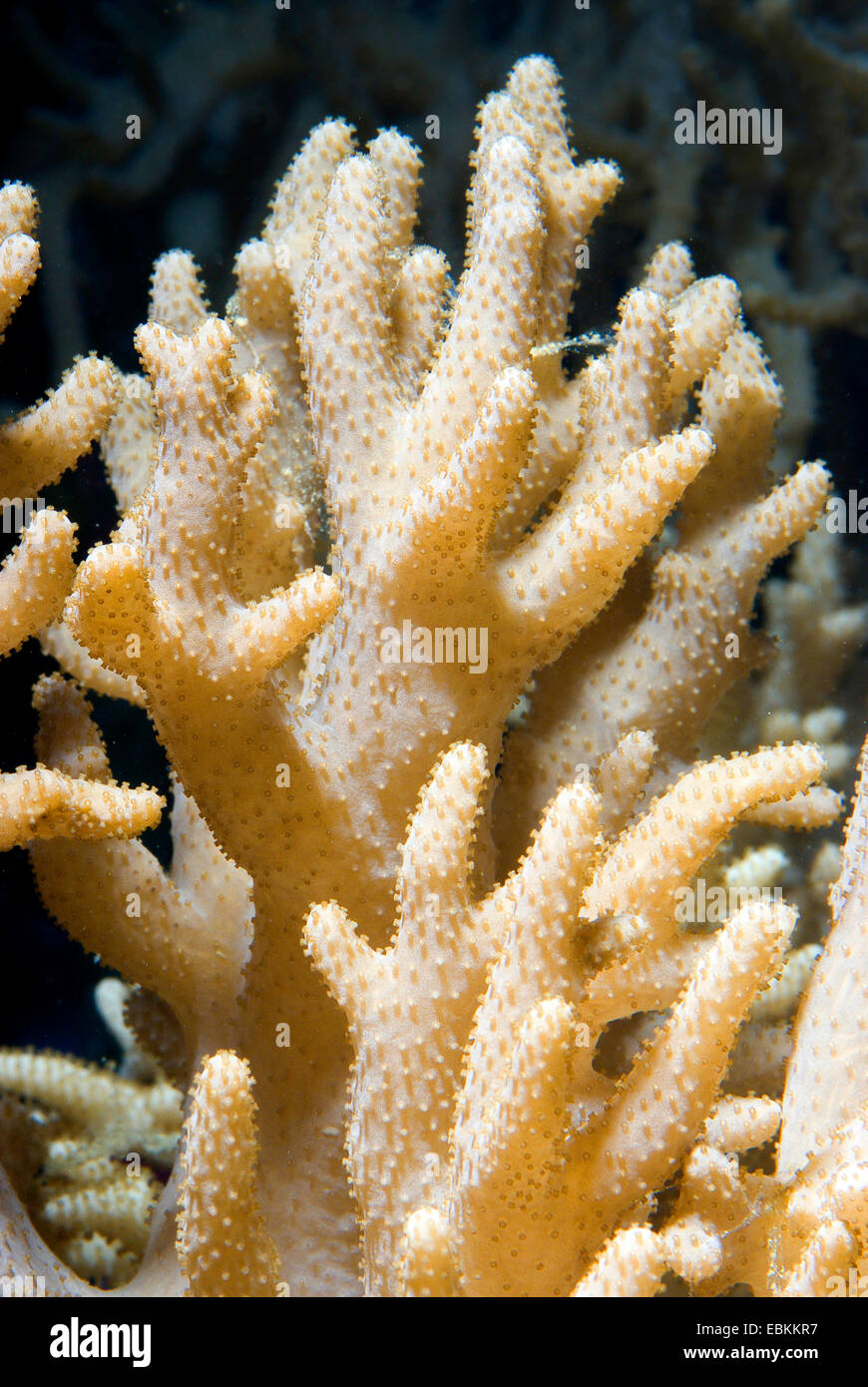 Corto in pelle di corallo del dito (Sinularia spec.), macro shot Foto Stock