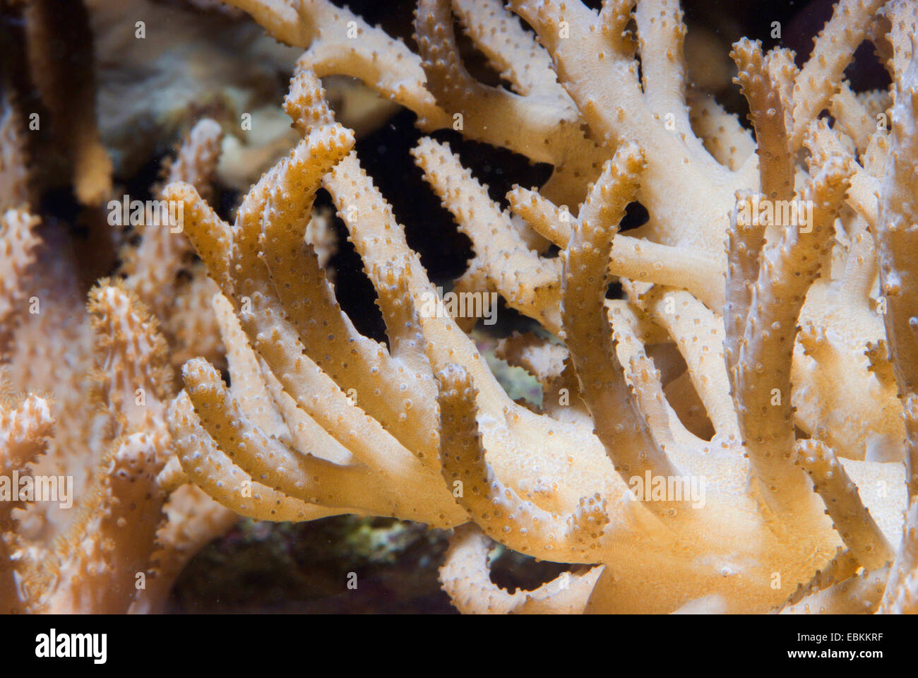 Corto in pelle di corallo del dito (Sinularia spec.), macro shot Foto Stock