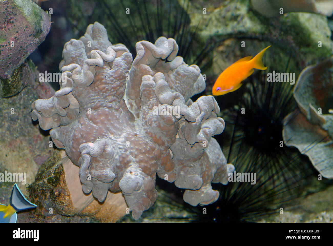 Corallo pelle (Sarcophyton spec.), ad alto angolo di visione con pesce e ricci di mare Foto Stock