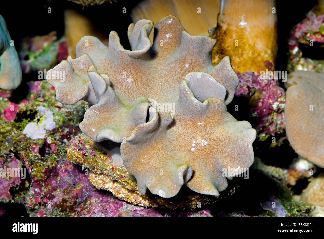 Corallo pelle (Sarcophyton spec.), ad alto angolo di visione su una colonia Foto Stock