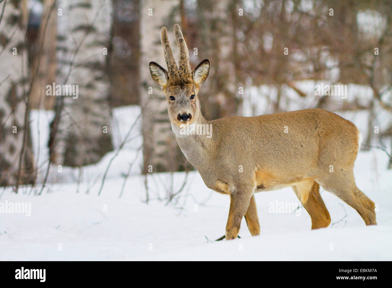 Il capriolo (Capreolus capreolus), in presenza di neve in inverno la foresta, Svezia, Hamra Parco Nazionale Foto Stock