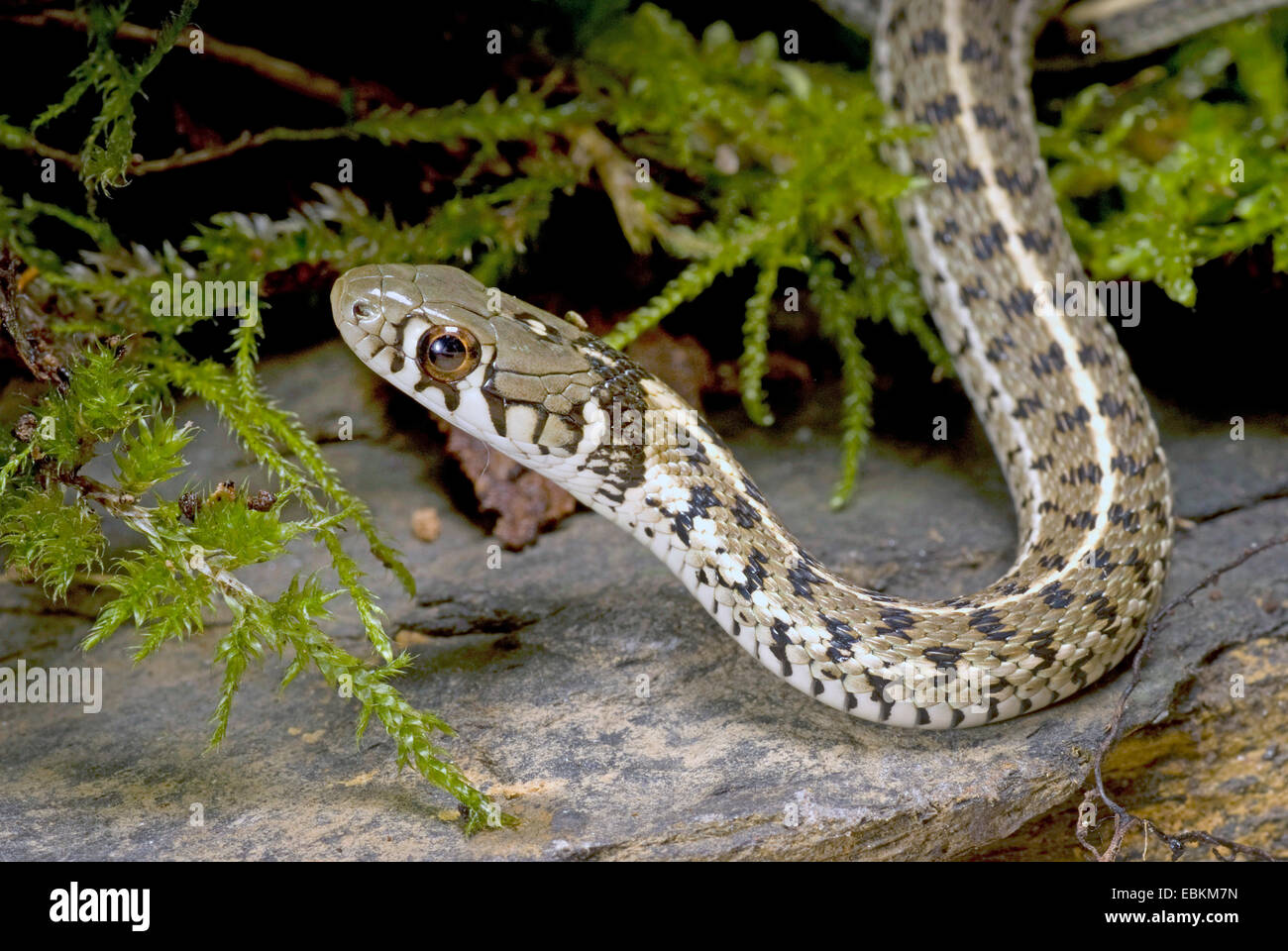 Giarrettiera a scacchi Snake (Thamnophis marcianus), giacente in MOSS Foto Stock