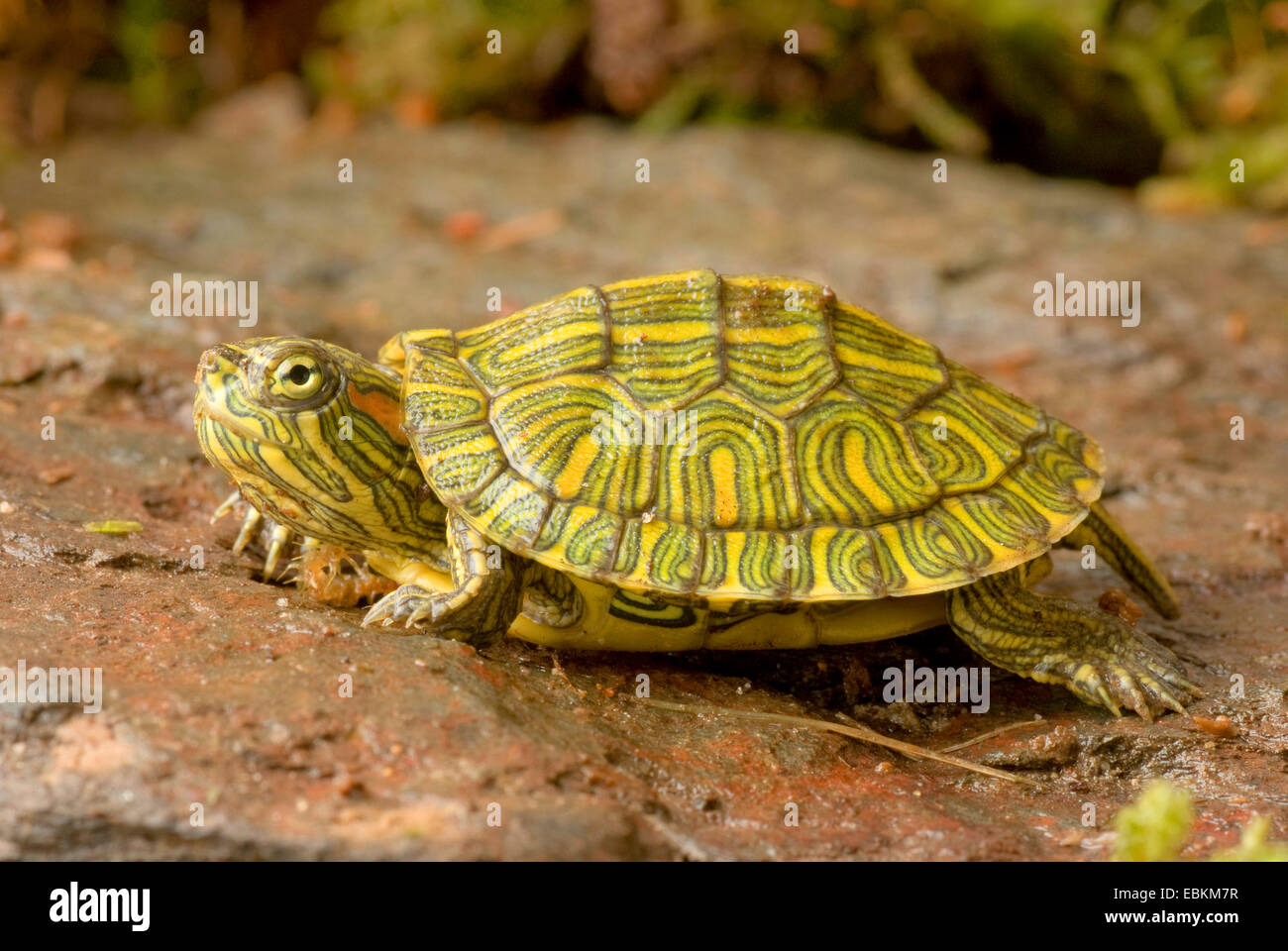 Rosso-eared tartaruga, rosso-eared slider (Pseudemys scripta elegans, Trachemys scripta elegans, Chrysemys scripta elegans), giacente su una roccia, STATI UNITI D'AMERICA Foto Stock