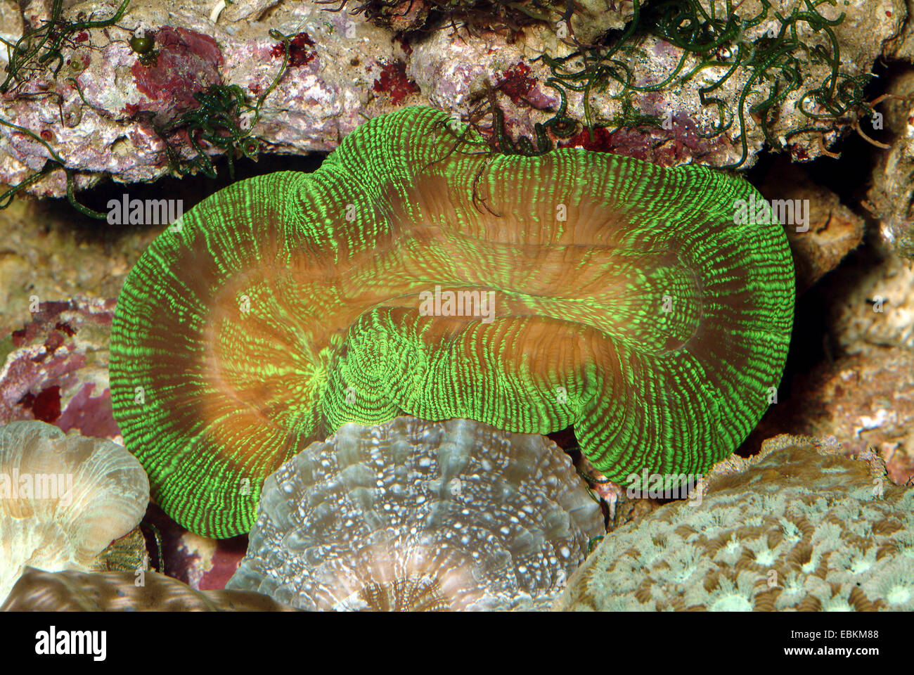 Green Open Brain Coral ,Pacific rosa corallo (Trachyphyllia geoffroyi), ad alto angolo di visione Foto Stock