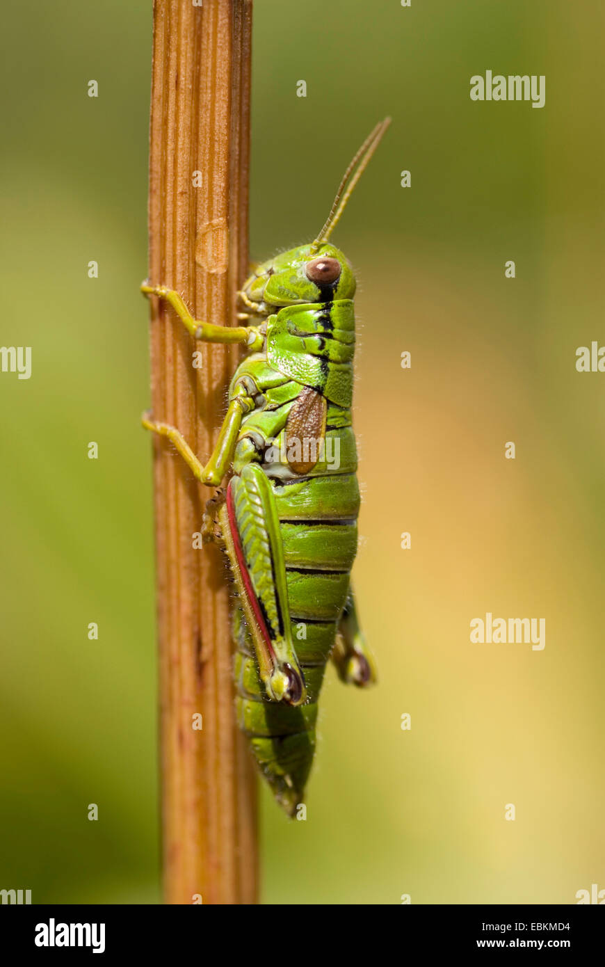 Montagna verde grasshopper,Alpine grasshopper migratori* (Miramella alpina), seduti a un germoglio, Germania Foto Stock
