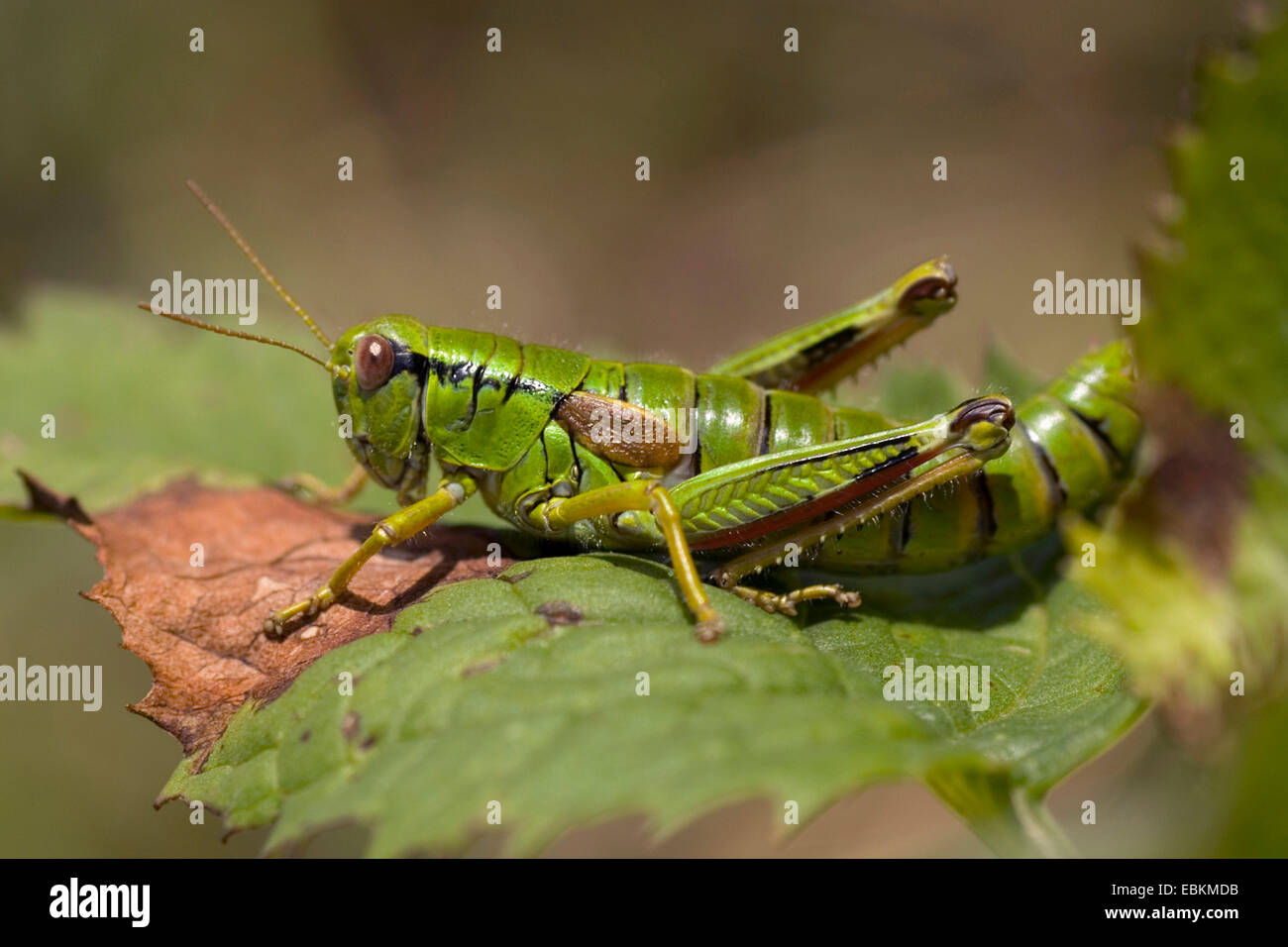Montagna verde grasshopper,Alpine grasshopper migratori* (Miramella alpina), seduta su una foglia, Germania Foto Stock