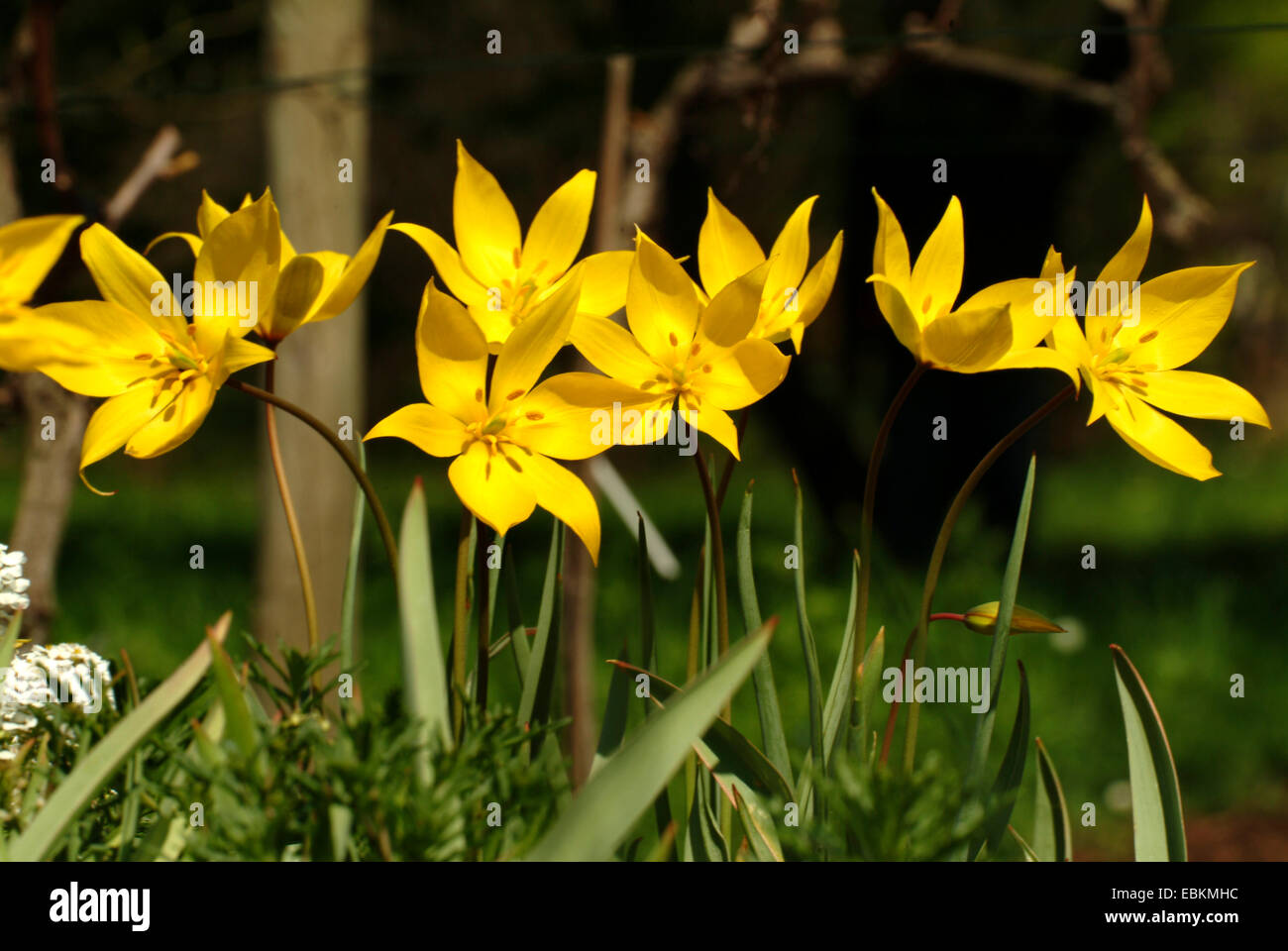 Tulipano selvatico (Tulipa sylvestris), fiori, Germania Foto Stock