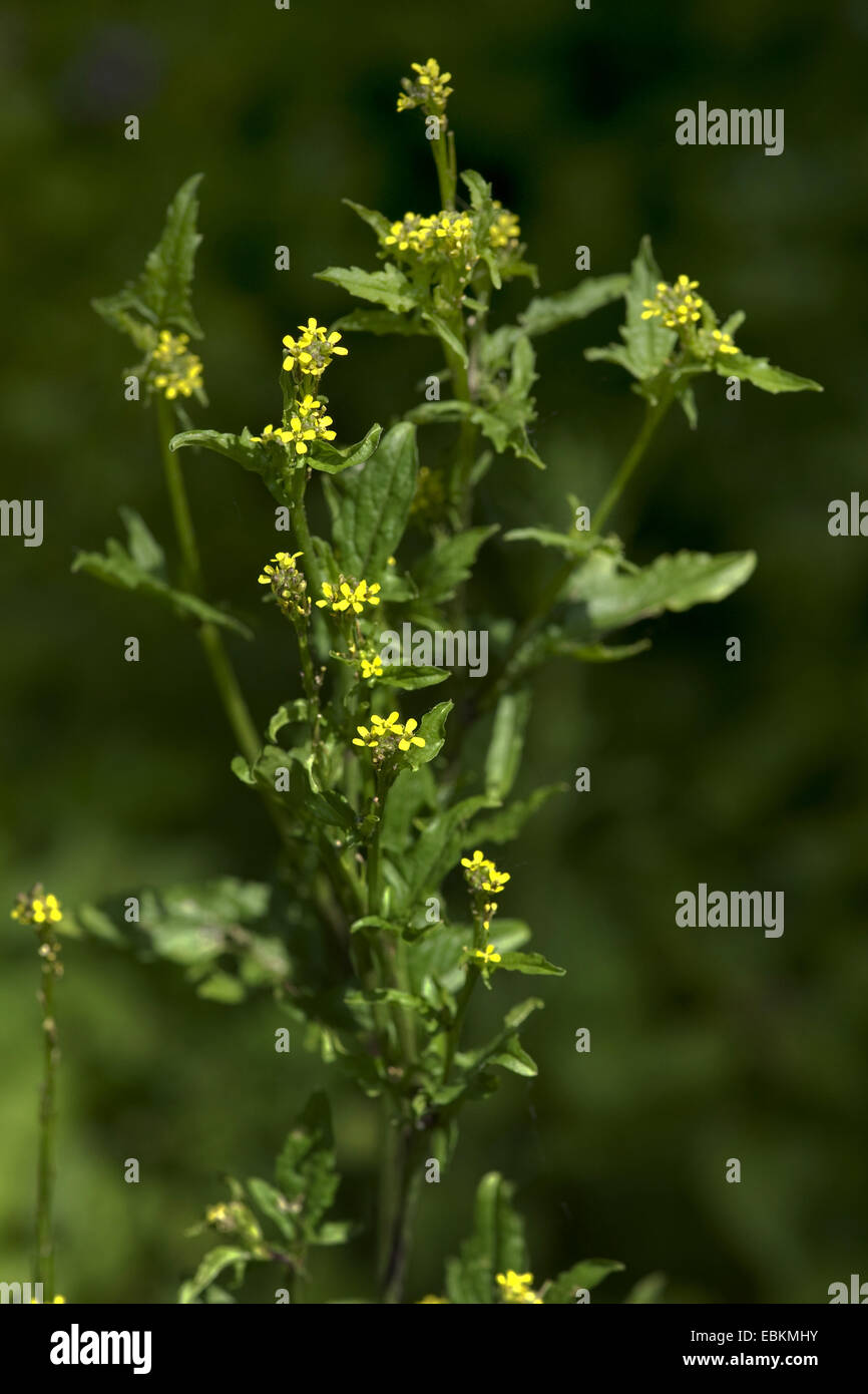 Copertura comune di senape, hairy-pod hedge senape (Sisymbrium officinale), bloomin, Germania Foto Stock