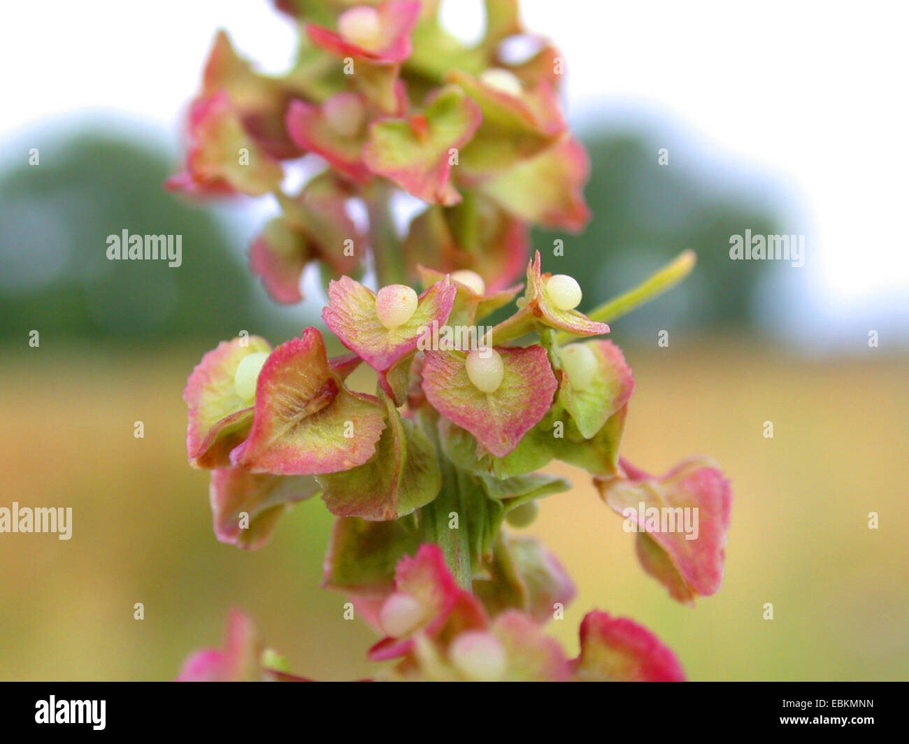 Dock arricciata, curly dock, dock giallo (Rumex crispus), infructescence, Germania Foto Stock