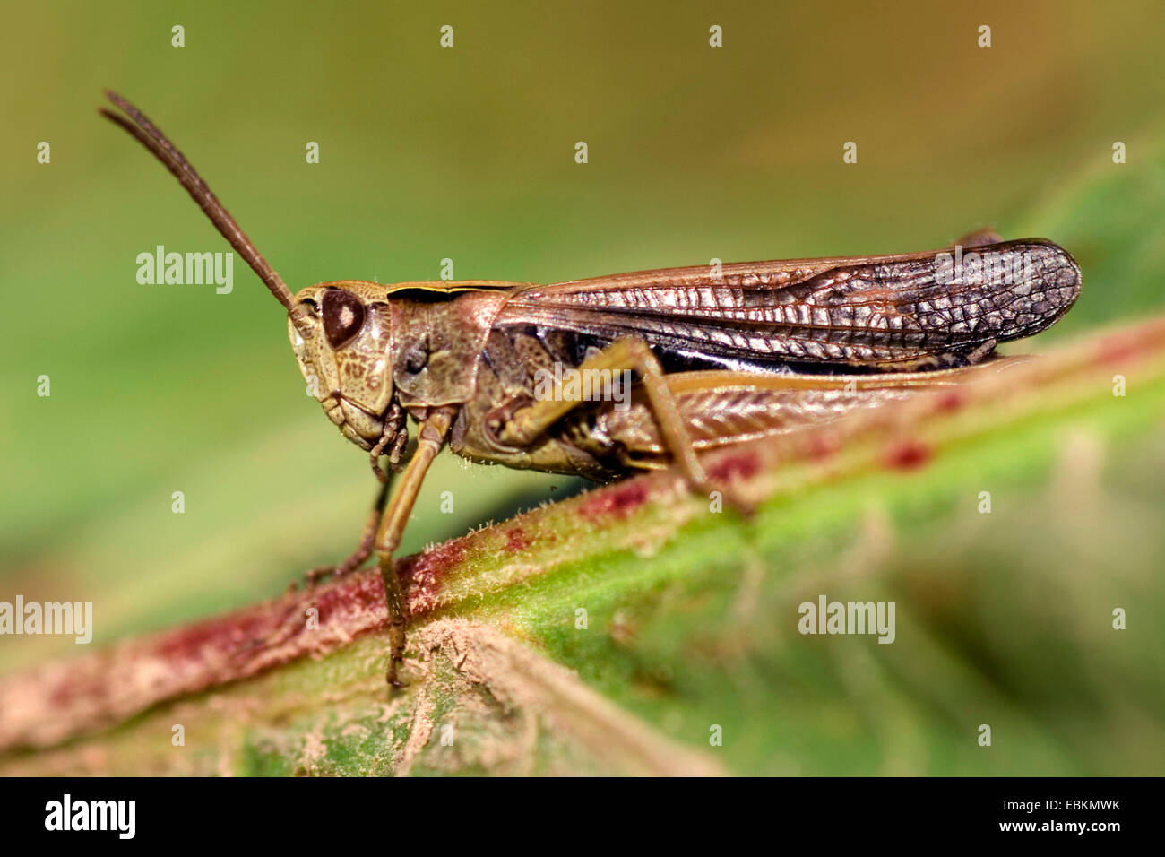 Comune Cavalletta verde (Omocestus viridulus), seduta su una foglia, Germania Foto Stock