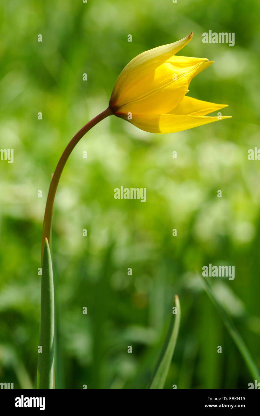 Tulipano selvatico (Tulipa sylvestris), fiore, Germania Foto Stock