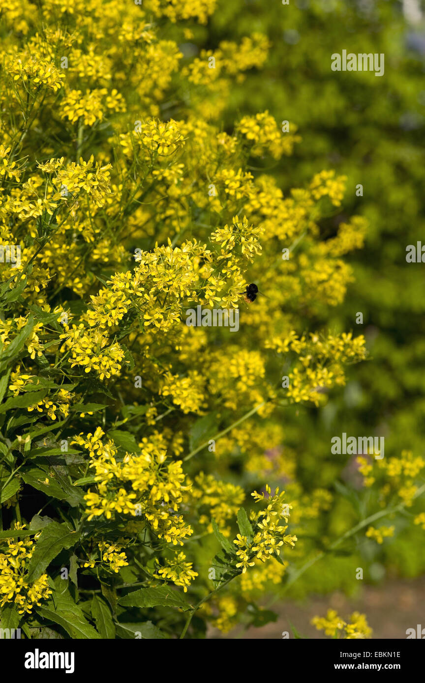 Razzo perenne (Sisymbrium strictissimum), infiorescenza, Germania Foto Stock