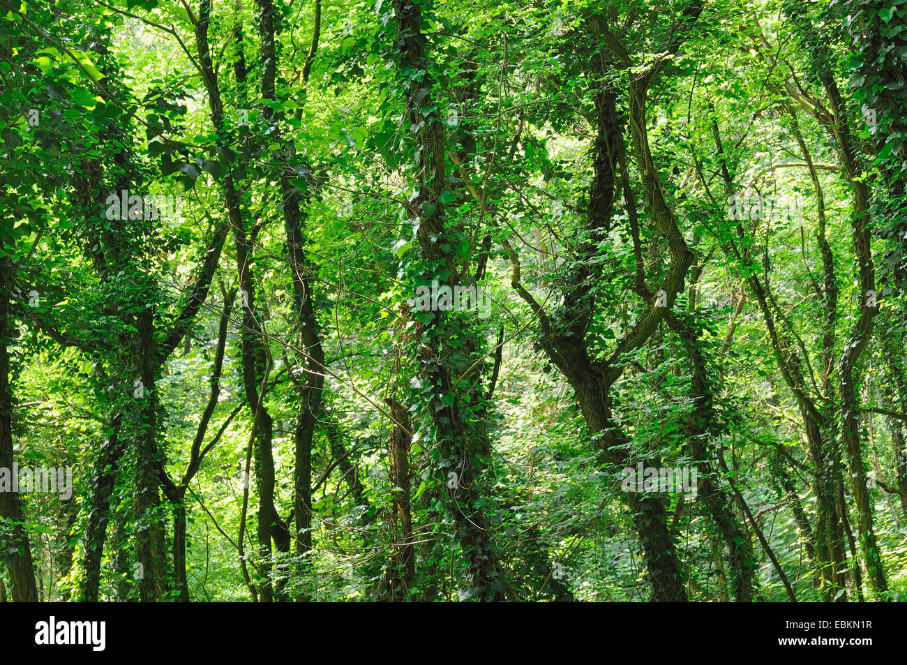 Il bosco di roverella (Quercus pubescens), coperto di edera, Germania Foto Stock