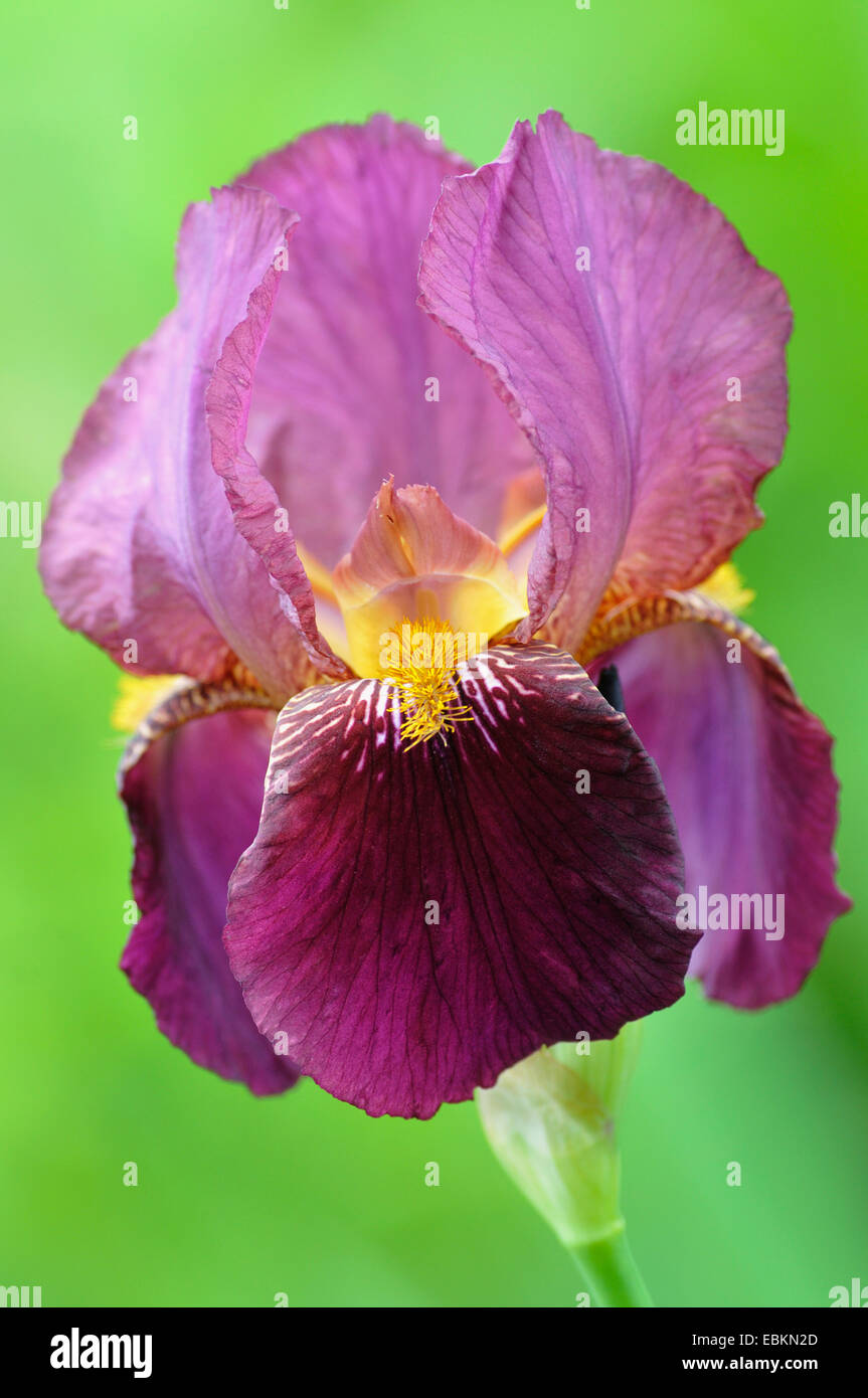 Barbuto (Iris Iris barbata), fiore Foto Stock