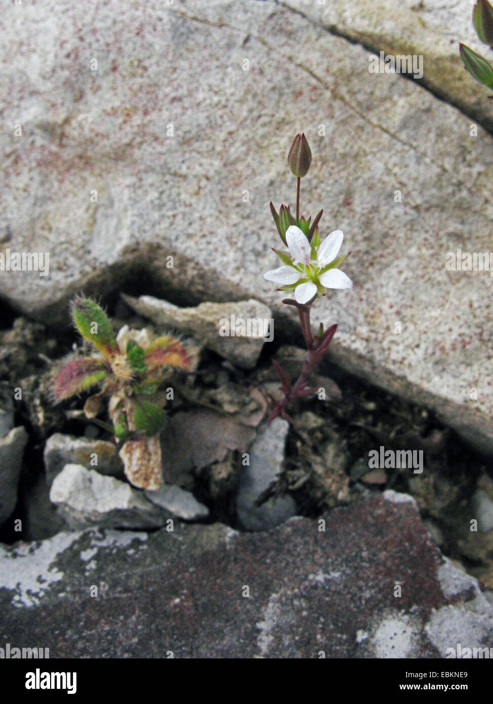 Bene- lasciato (Sandwort Minuartia hybrida, Minuartia hybrida subsp. vaillantiana, Minuartia tenuifolia), fioritura tra sassi, in Germania, in Renania settentrionale-Vestfalia Foto Stock