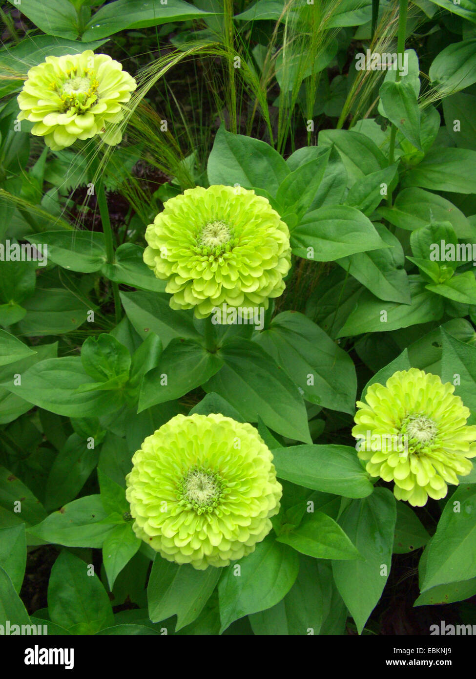 Zinnia, Gioventù-e-old age, Zinnia comune (Zinnia elegans "Limette', Zinnia elegans Limette), infiorescenza Foto Stock