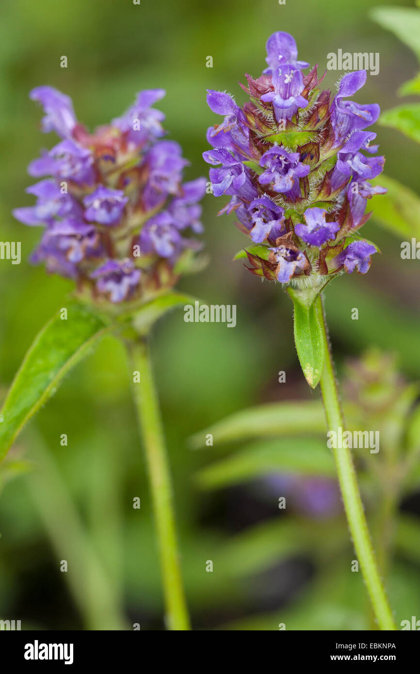 Falegname-erbaccia, guarire tutti e auto-guarire (prunella vulgaris), infiorescenze, Germania Foto Stock