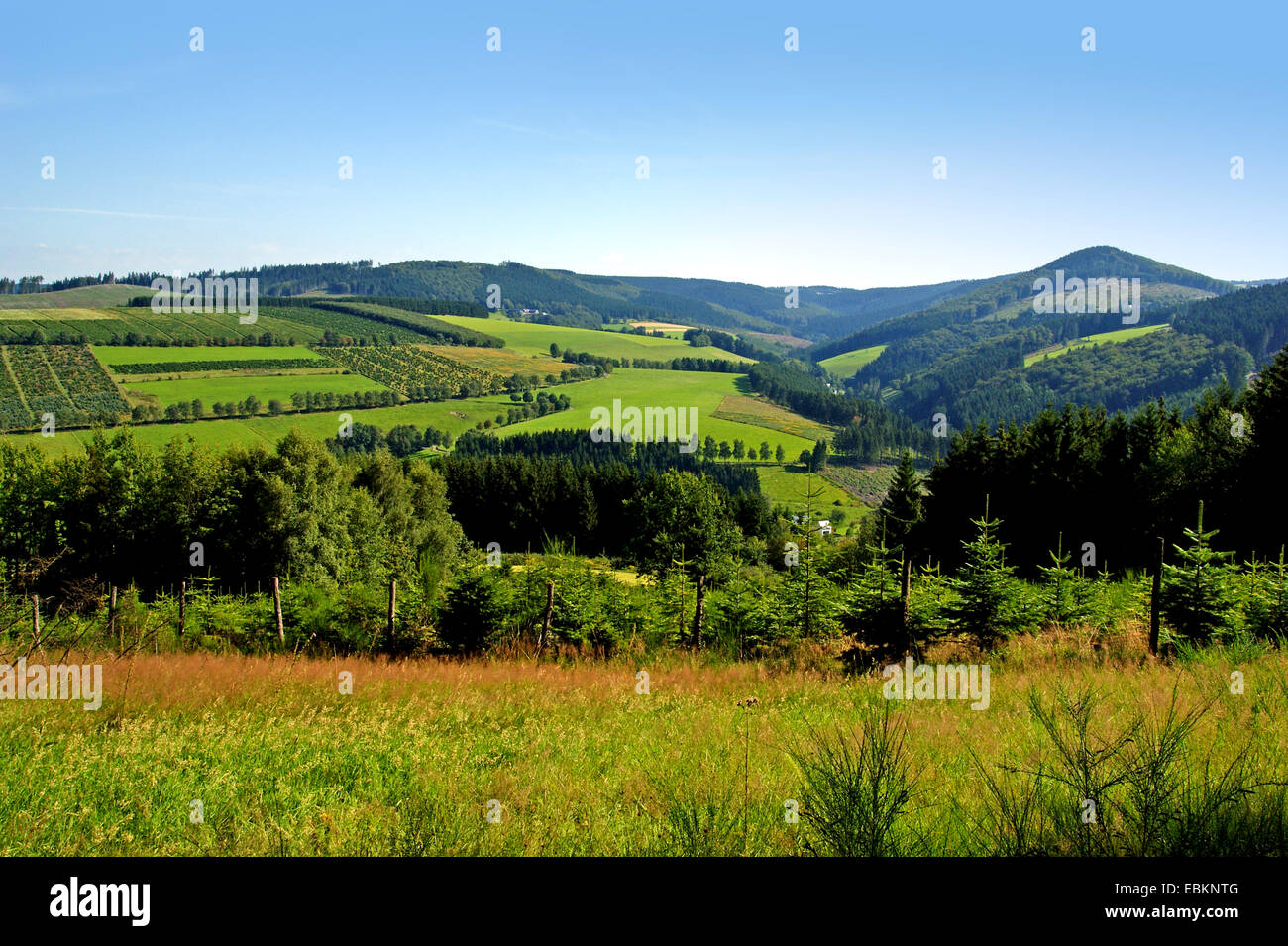 Vista panoramica sulla foresta collinare e prato paesaggio all'Hochsauerland, a destra l'Hoher Knochen, in Germania, in Renania settentrionale-Vestfalia, Hochsauerland, Westfeld Foto Stock