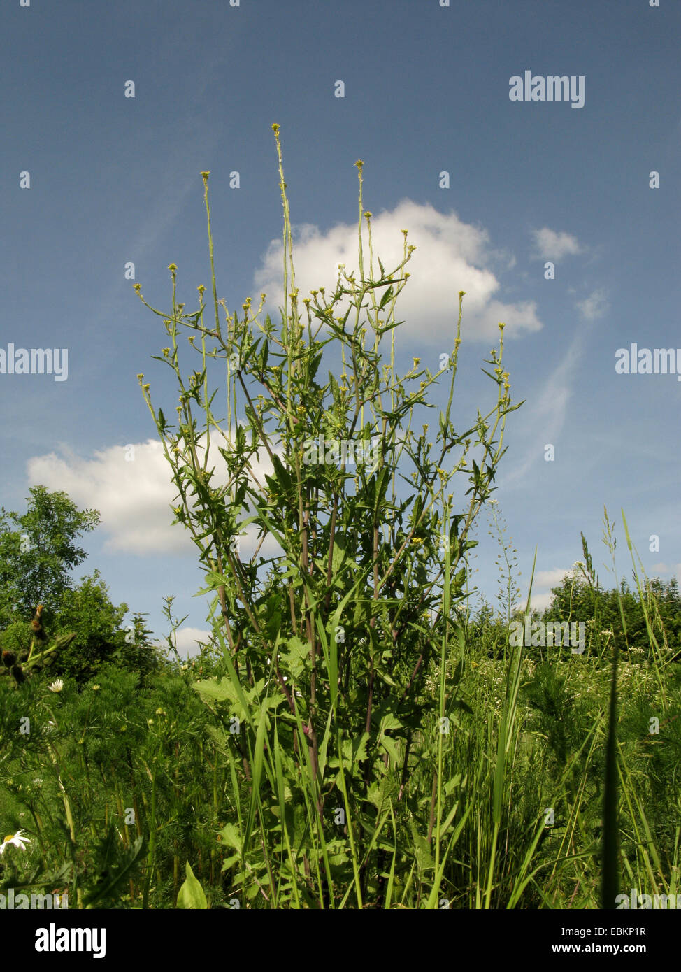 Copertura comune di senape, hairy-pod hedge senape (Sisymbrium officinale), bluehend, in Germania, in Renania settentrionale-Vestfalia Foto Stock