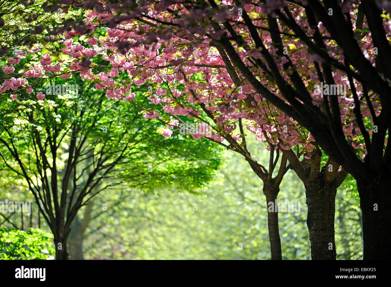 Oriental ciliegio (Prunus serrulata), gli alberi in fiore in una fila, dettaglio Foto Stock