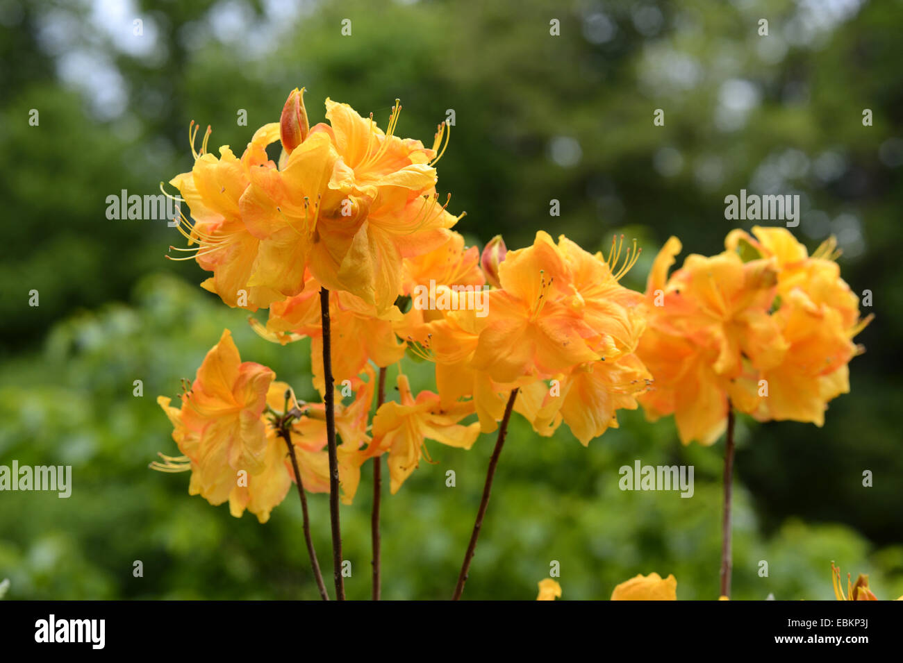 Rhododendron (Rhododendron spec.), arancione fioritura azalee Foto Stock