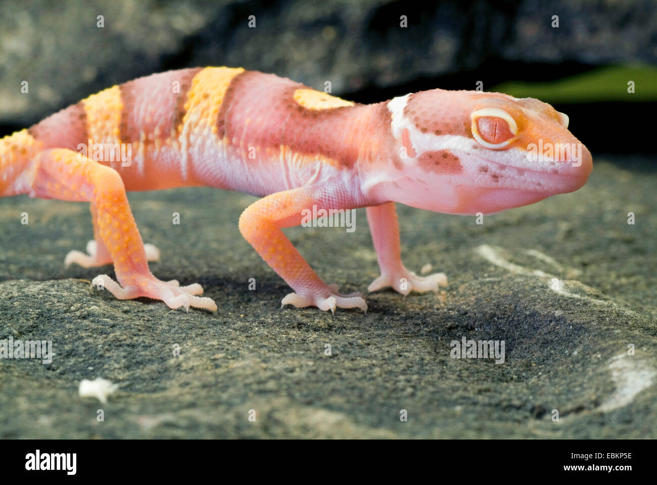 Leopard gecko (Eublepharis macularius), razza Albino Tremper su una pietra Foto Stock