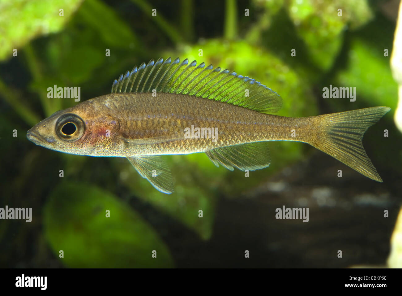 Nero-fin cichlid (Cyprichromis brieni, Paracyprichromis nigripinnis), razza neon blu Foto Stock