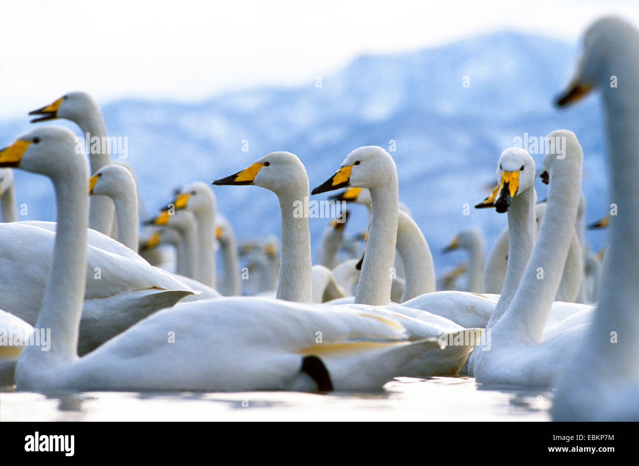 Whooper swan (Cygnus Cygnus), sulle sponde di un lago in inverno, Giappone, Hokkaido, Kussharo-Ko Foto Stock