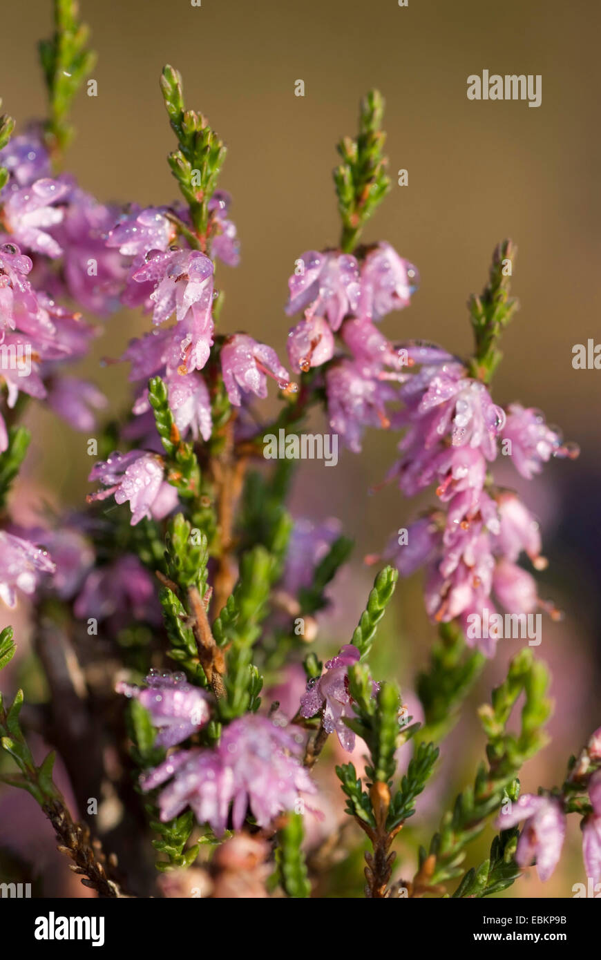 Comune di erica, Ling, Heather (Calluna vulgaris), fiori con gocce di pioggia, Germania Foto Stock
