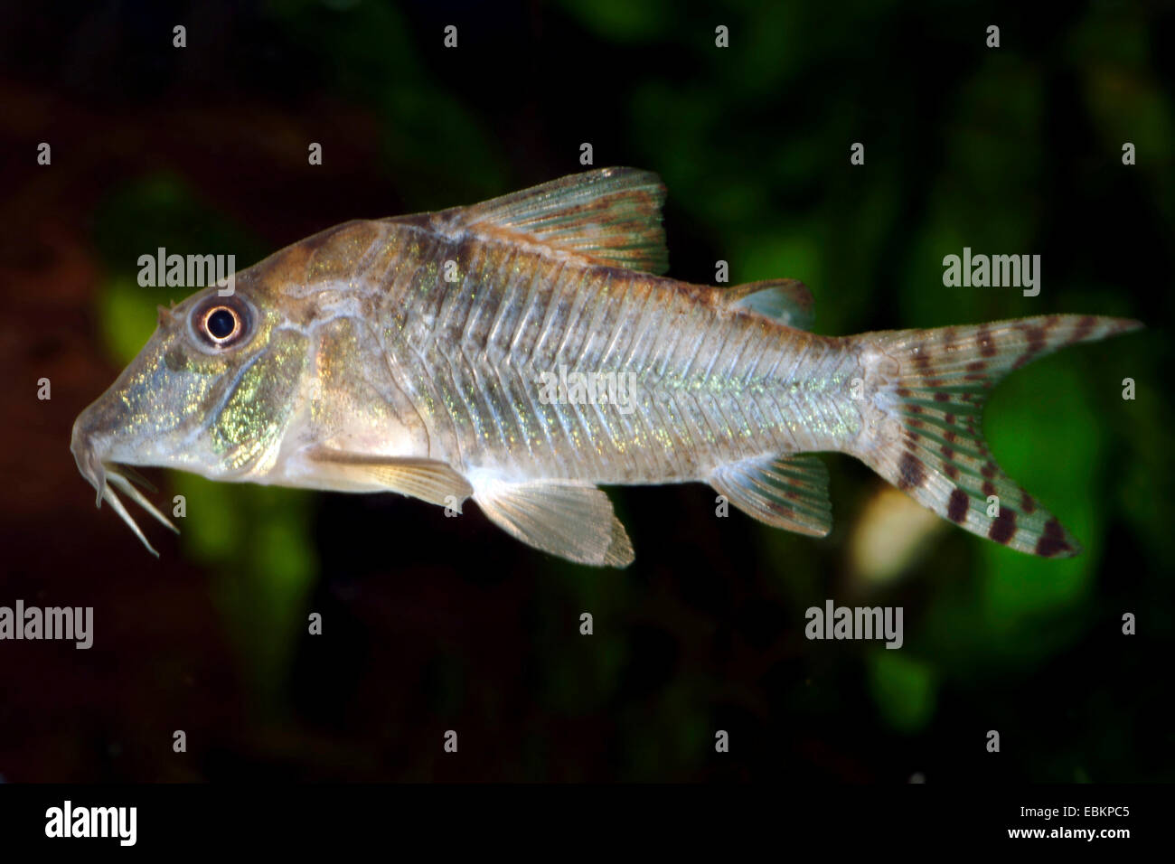 Myer il pesce gatto (Corydoras rabauti, Corydoras myersi), nuoto Foto Stock