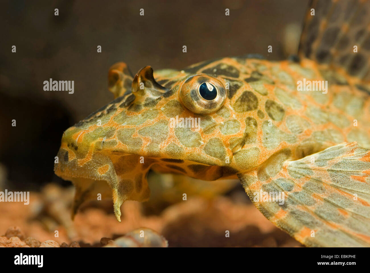 Avvistato sailfin sucker catfish, Honeycomb sail Pleco (Glyptoperichthys gibbiceps, Pterygoplichthys gibbiceps), ritratto Foto Stock