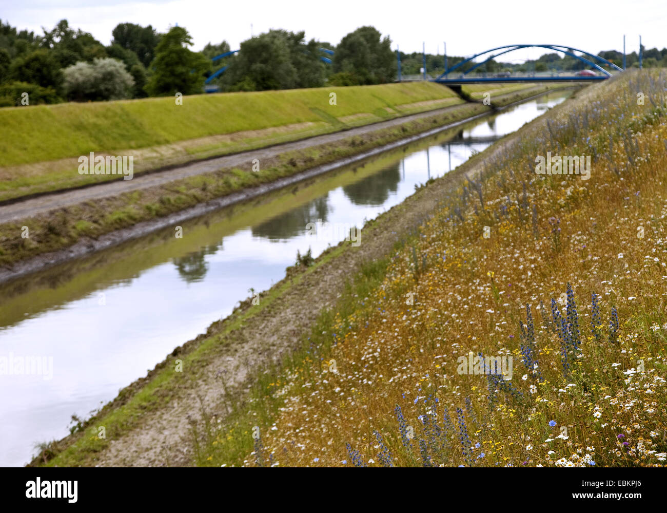 Fiore selvatico prato di Emscher, in Germania, in Renania settentrionale-Vestfalia, la zona della Ruhr, Essen Foto Stock