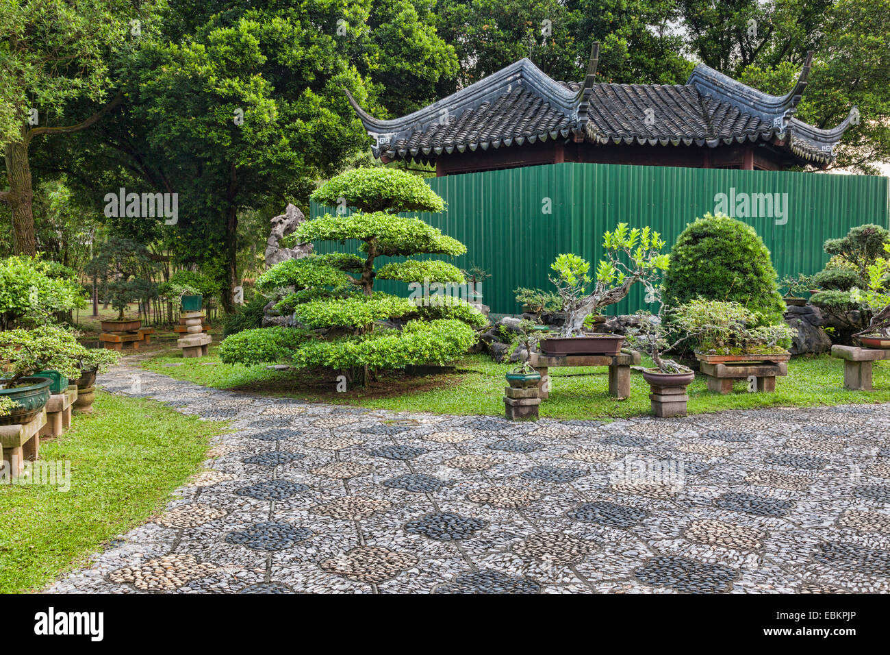 Alberi di Bonsai in Singapore giardino cinese Foto Stock