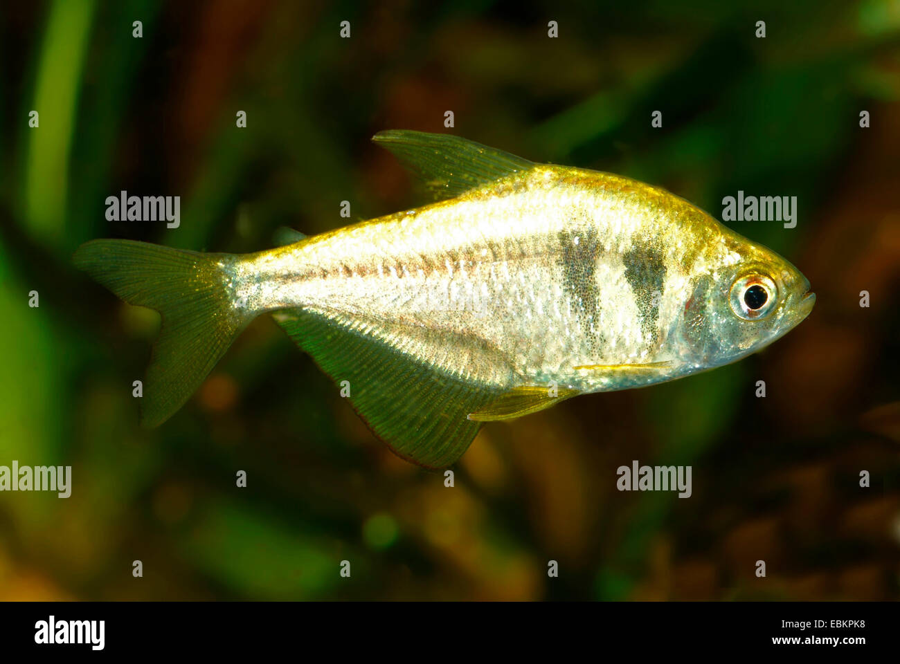 Giallo (tetra Hyphessobrycon bifasciatus), razza gold Foto Stock